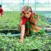 India bans wellness wonder ashwagandha’s leaf products on health risk