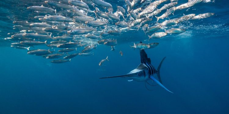 Diagnostic dilemma: A fish stabs a man through the throat and the base of the skull