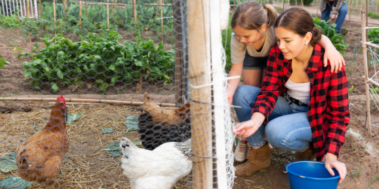 Outbreak traced to backyard poultry flocks