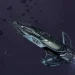 What Egosoft’s three decades of making space sims tells us about serving ‘niche’ audiences