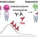 Antibodies can selectively shut down harmful T cells without weakening whole immune system
