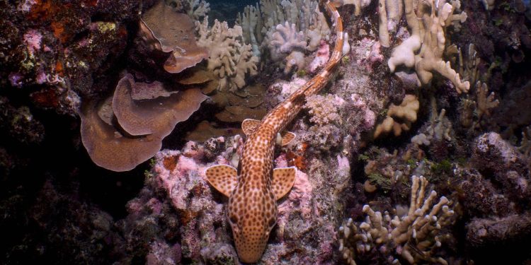Never-before-seen shark that ‘walks’ on land discovered off Papua New Guinea