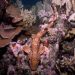 Never-before-seen shark that ‘walks’ on land discovered off Papua New Guinea