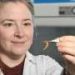 Researchers aim for hardier herds of worms for productive, resilient farming practice