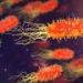 Physical pressure helps pathogenic P. aeruginosa survive antibiotic treatment