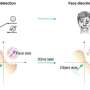 Fixed or flexible? Study shows vision-related neurons can rapidly switch codes