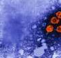 New clues to hepatitis B species restriction could help build a novel model for studying infection