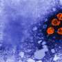 New clues to hepatitis B species restriction could help build a novel model for studying infection