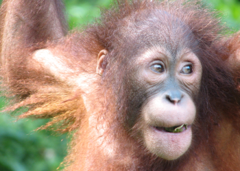 Great apes (including us) have been giggling for 15 million years