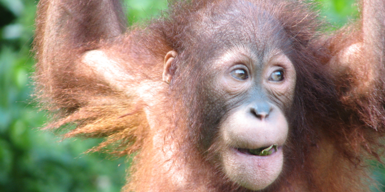 Great apes (including us) have been giggling for 15 million years