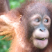 Great apes (including us) have been giggling for 15 million years