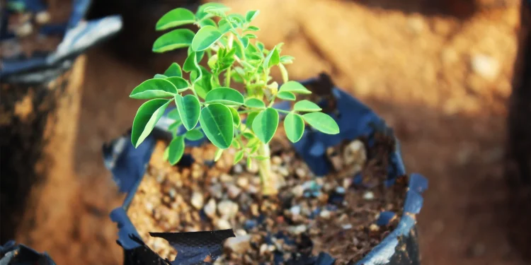 New Scientific Study Reveals Ancient ‘Miracle Tree’ Can Remove 98 Percent of Microplastics From Water