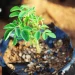 New Scientific Study Reveals Ancient ‘Miracle Tree’ Can Remove 98 Percent of Microplastics From Water
