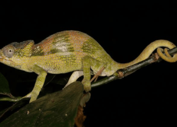 Four New Chameleon Species Found in Tropical “Sky Islands”