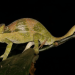 Four New Chameleon Species Found in Tropical “Sky Islands”