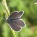 Vulnerable butterfly recorded in the Botanical Garden at Uppsala