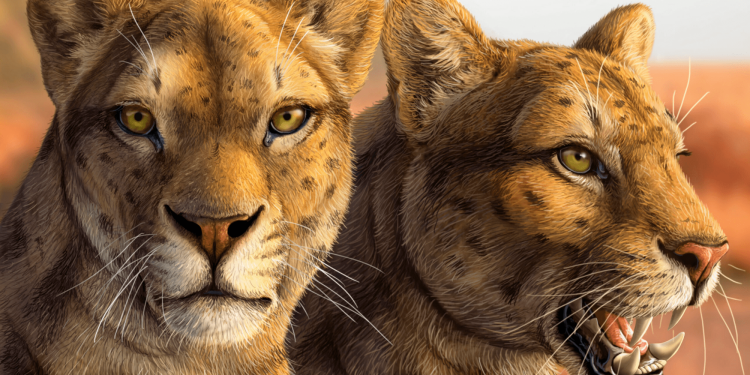 Mislabeled saber-toothed cat fossil spent over 50 years hidden in a drawer