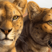 Mislabeled saber-toothed cat fossil spent over 50 years hidden in a drawer