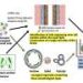 Giving a voice to vocal fold regeneration—uncovering a new map of stem-like cells