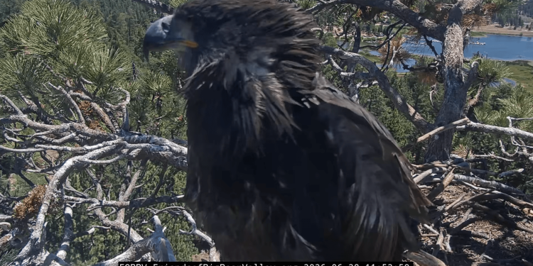 One of Jackie and Shadow’s chicks accidentally left the nest
