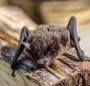 Fatal rabies case with no visible wound shows why bat contact alone should trigger immediate vaccination, experts say