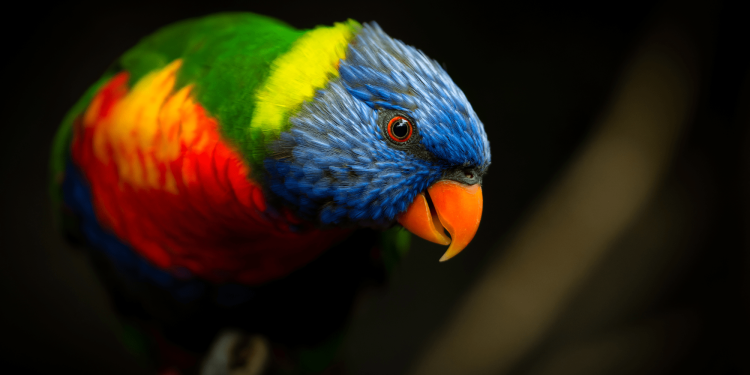 Colorful songbirds face higher risk of extinction