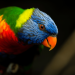 Colorful songbirds face higher risk of extinction