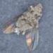 The broader a fungus’s diet, the better it kills insects and helps plants