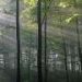 Plant DNA harbors virus ‘fossils’ that reflect 300 million years of evolution