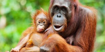 Orangutan mothers seem to plan playdates for their offspring