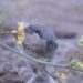 Mammals use the same underlying system—preserved through evolution—to process smells