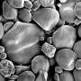 Giant wheat starch granules—a leap forward in biological engineering with potential benefits for diet, manufacturing