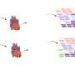 New technology helps reveal how the heart generates cells with regenerative potential