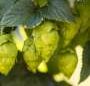 Carbonation, hops and pH: Why safer non-alcoholic beer needs more than bubbles