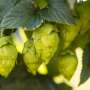 Carbonation, hops and pH: Why safer non-alcoholic beer needs more than bubbles