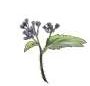 Mating strategies shape tropical plants’ invasive ability