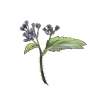 Mating strategies shape tropical plants’ invasive ability