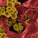 Cefazolin Proves Its Mettle for Methicillin-Susceptible Staph Infections