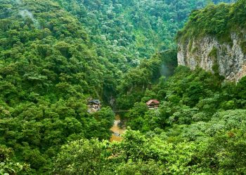 Tropical forests stop absorbing carbon dioxide during El Niño events. This year could be the worst.