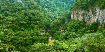 Tropical forests stop absorbing carbon dioxide during El Niño events. This year could be the worst.
