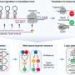 Ribosome-based gene circuit lets cells read six signals and trigger responses