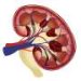 1940s-era drug helps uncover kidney pathway that may improve disease treatment