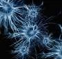 ‘The paradox of the death gene’: Stress defense mechanism that saves brain cells revealed
