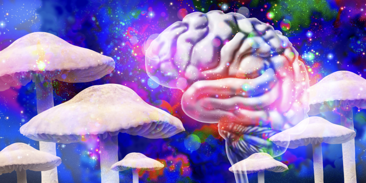 Sunday Edition: Shrooms