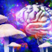 Sunday Edition: Shrooms