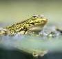 Climate change is forcing amphibians to change their diet—but they can only adapt so far