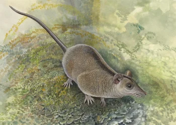 Scientists just discovered a lost branch of Australia’s marsupials