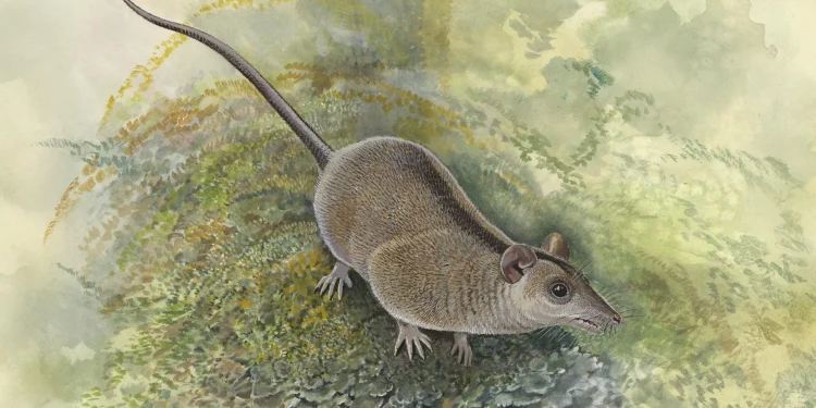 Scientists just discovered a lost branch of Australia’s marsupials