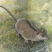 Scientists just discovered a lost branch of Australia’s marsupials