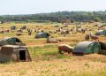 This British farm is running AI on pig muck — and it could lead to a major windfall for farmers energy income, earning ten times more than the grid